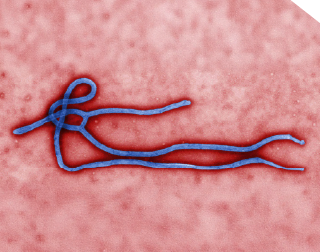ebola-06